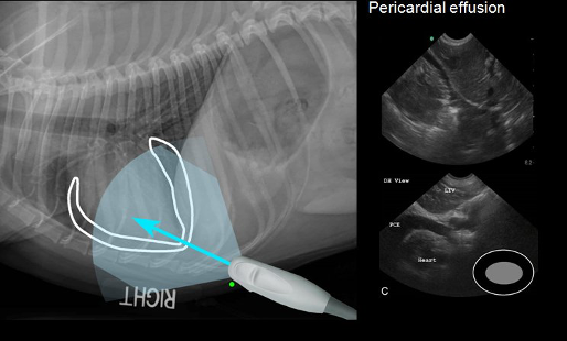 Pericardial Effusion in Dogs